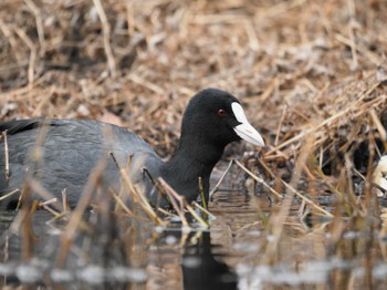 Eurasian Coot 鈴鹿青少年の森(三重県) Sun, 1/8/2023