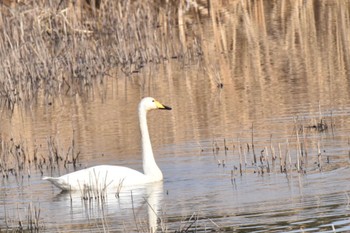 Whooper Swan 芝川第一調節池(芝川貯水池) Fri, 1/6/2023