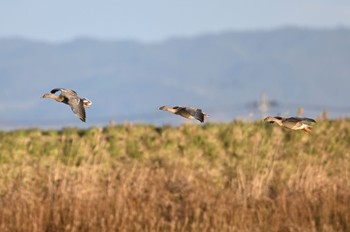 Taiga Bean Goose 宮城県 Sat, 12/31/2022