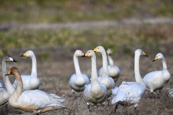 Whooper Swan 宮城県 Sat, 12/31/2022