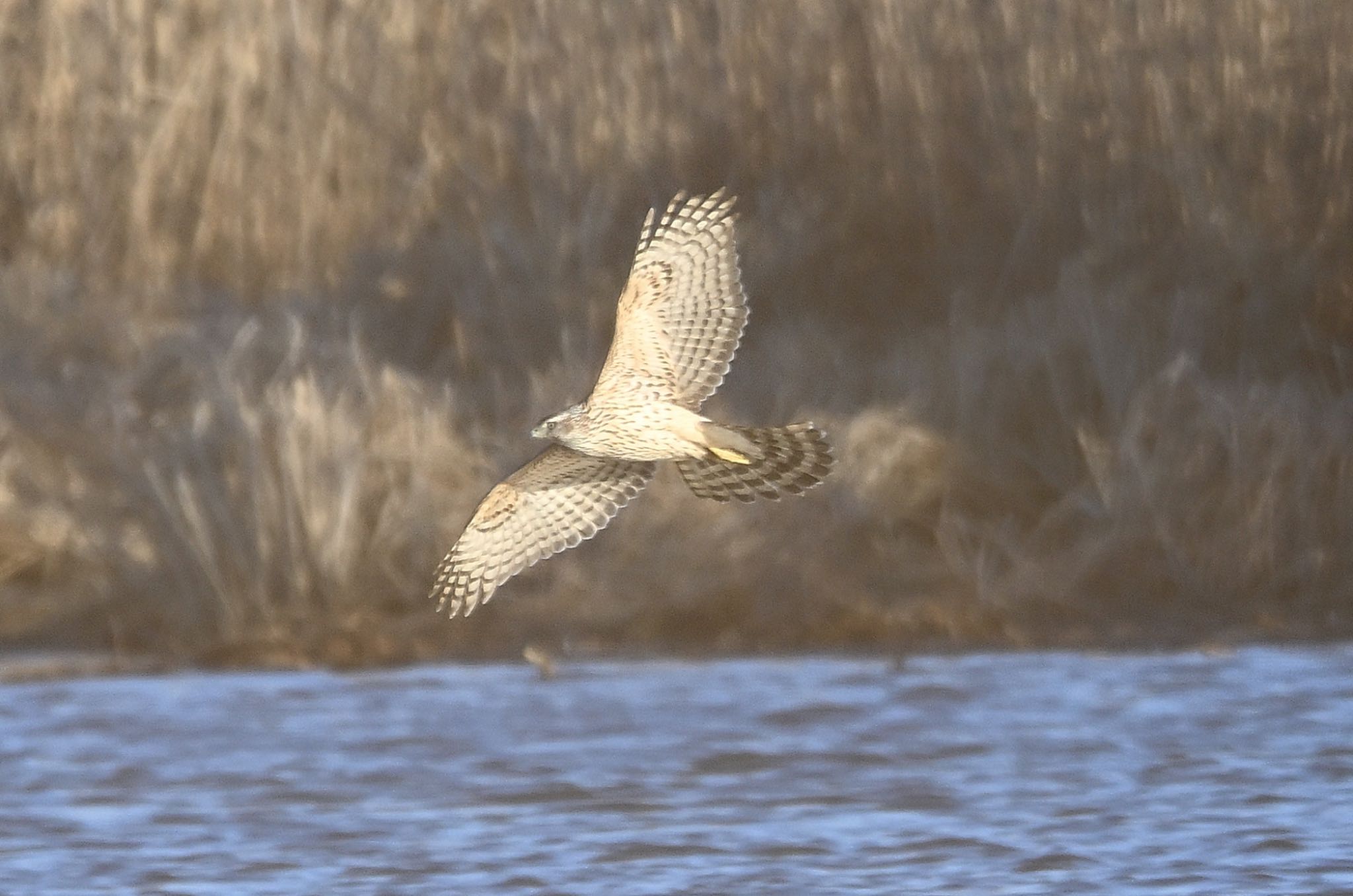 Photo of Eurasian Goshawk at ミコアイサを狙って低飛行 by アカウント5227