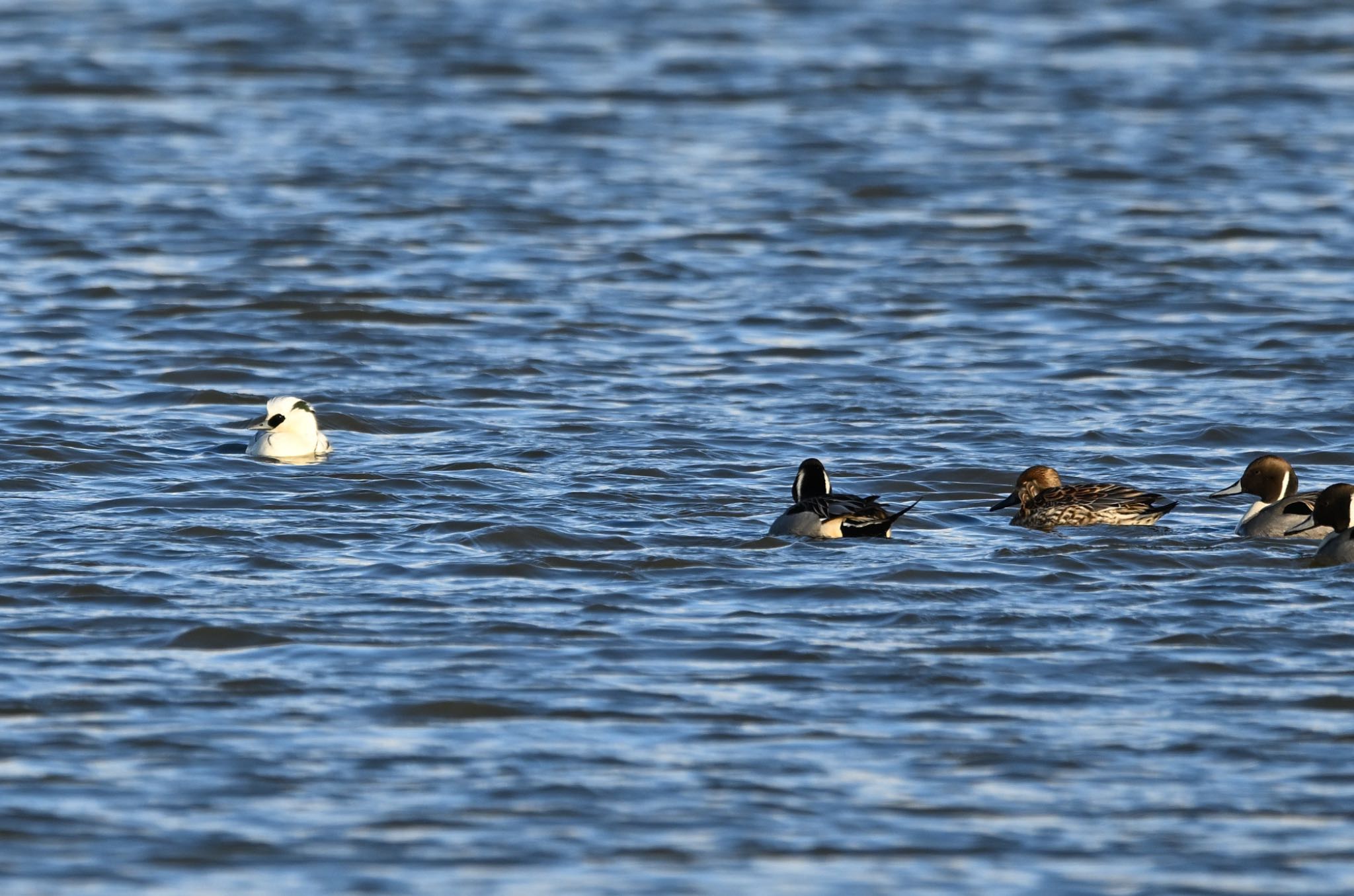 Photo of Northern Pintail at こちらも難を逃れた by アカウント5227