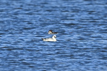 Smew 大鷹に狙われるも難を逃れた Sat, 12/31/2022