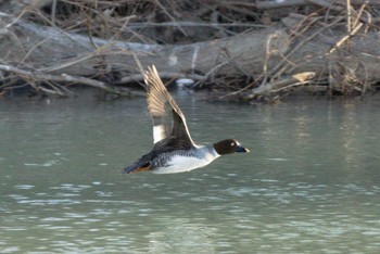 Common Goldeneye 静内川 Sun, 1/8/2023