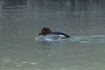 Common Goldeneye 静内川 Sun, 1/8/2023