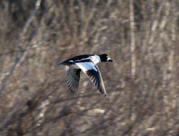 Common Goldeneye 静内川 Sun, 1/8/2023