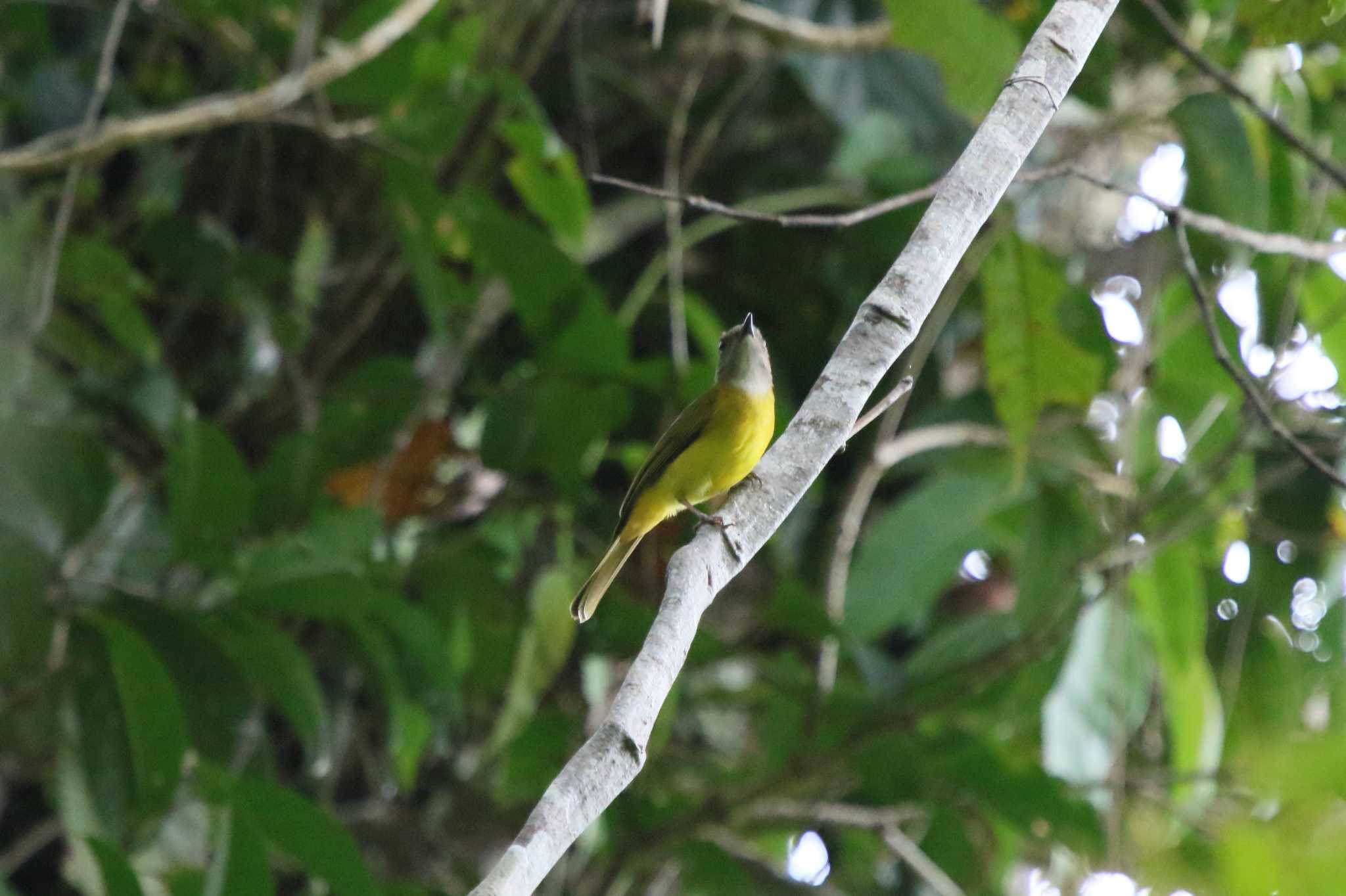 Yellow-bellied Whistler by Nozomu 