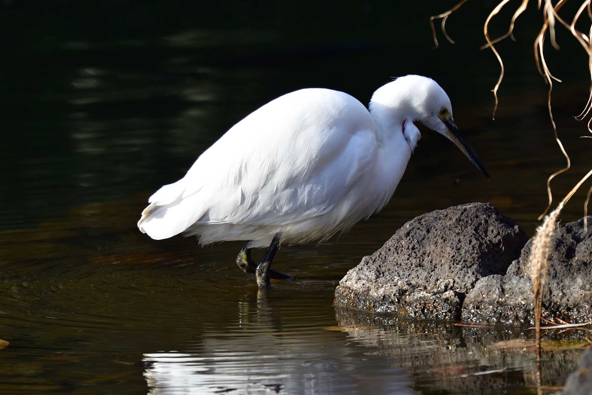 Little Egret