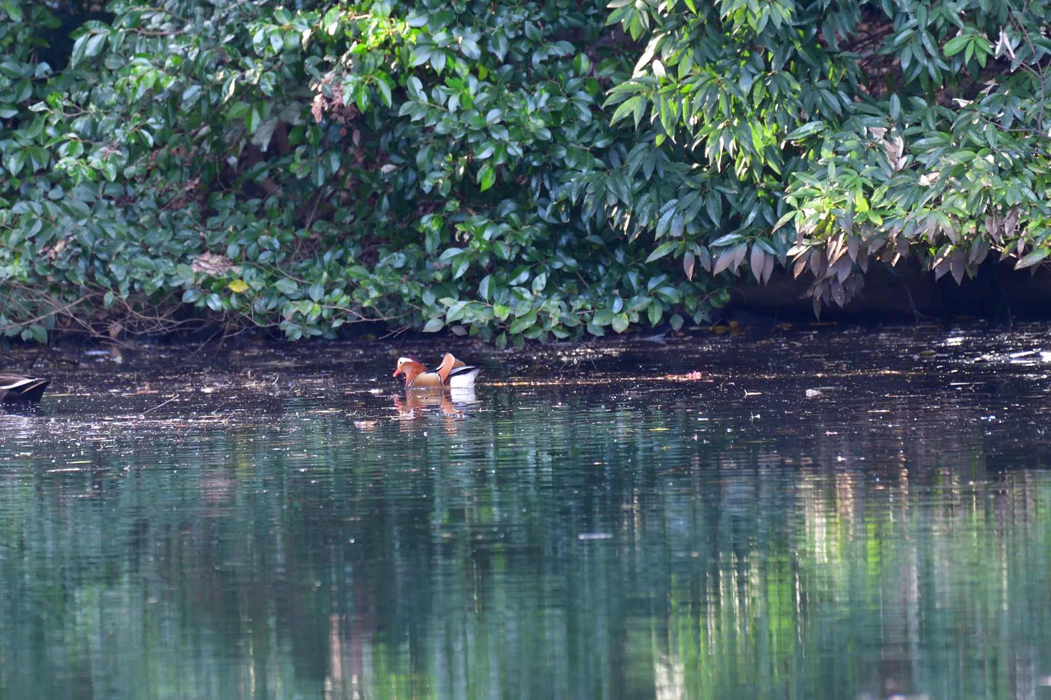 Mandarin Duck