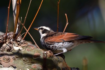 2023年1月6日(金) 新宿御苑の野鳥観察記録