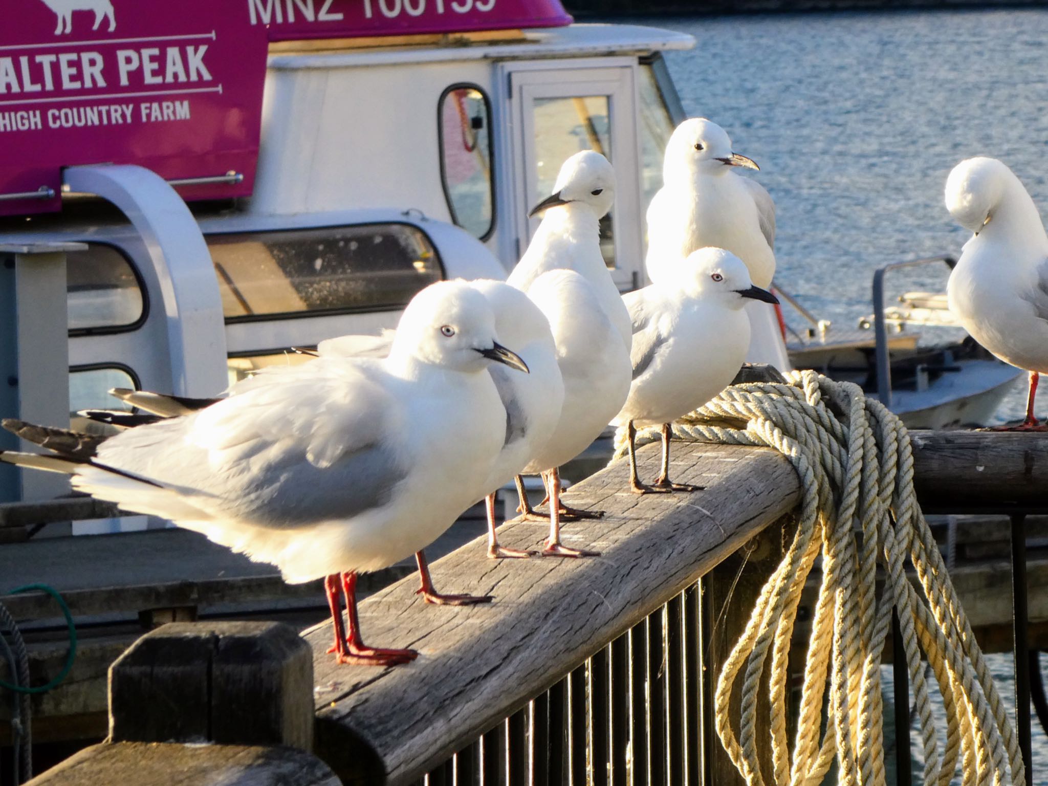 Queenstown, New Zealand ハシグロカモメの写真 by Maki