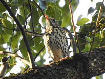 2023年1月9日(月) 庄内緑地公園の野鳥観察記録