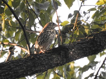 ウタツグミ 庄内緑地公園 2023年1月9日(月)