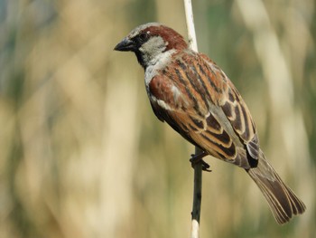 House Sparrow Loring Park Fri, 5/27/2022