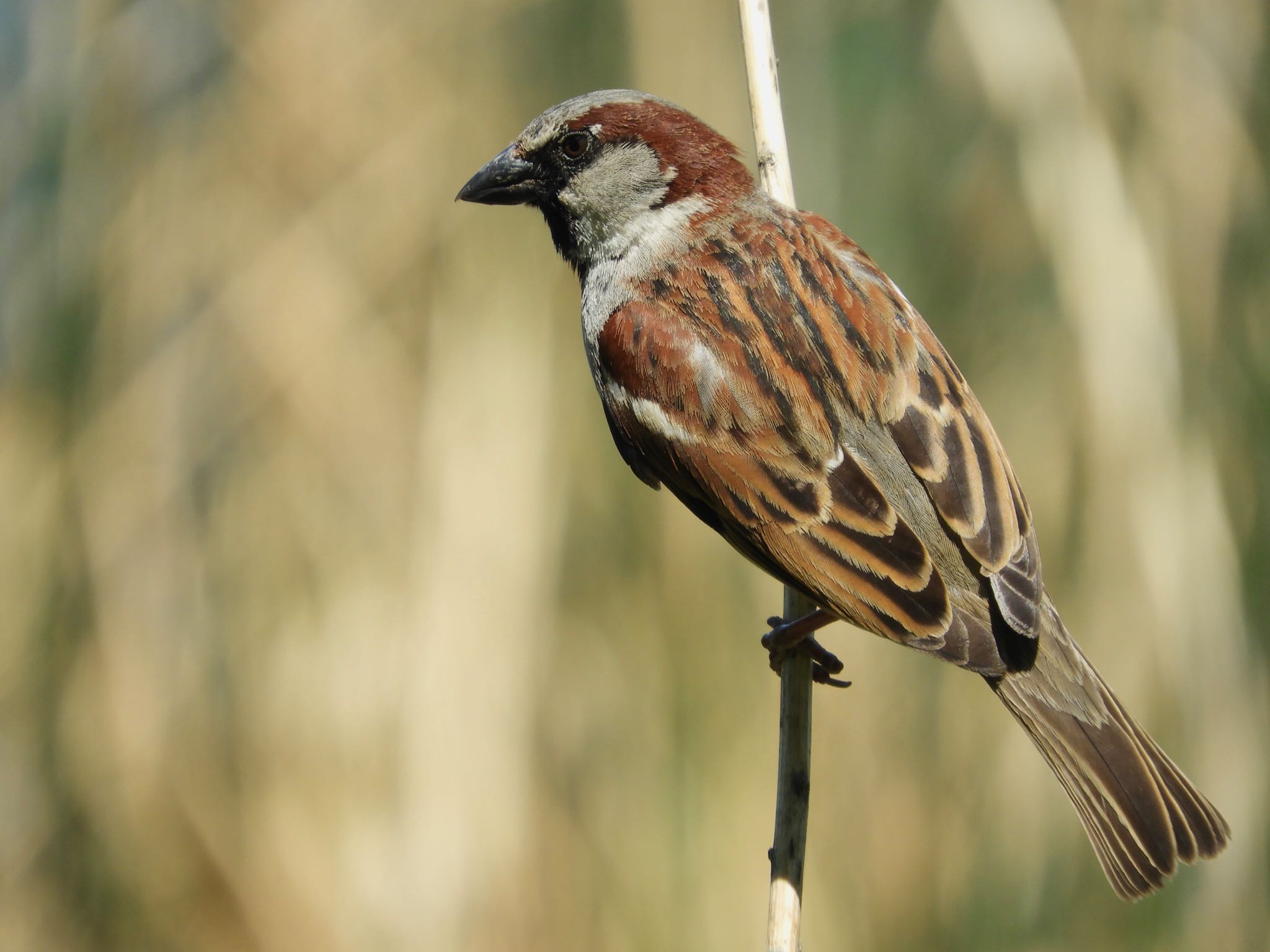 Photo of House Sparrow at Loring Park by たっちゃん365