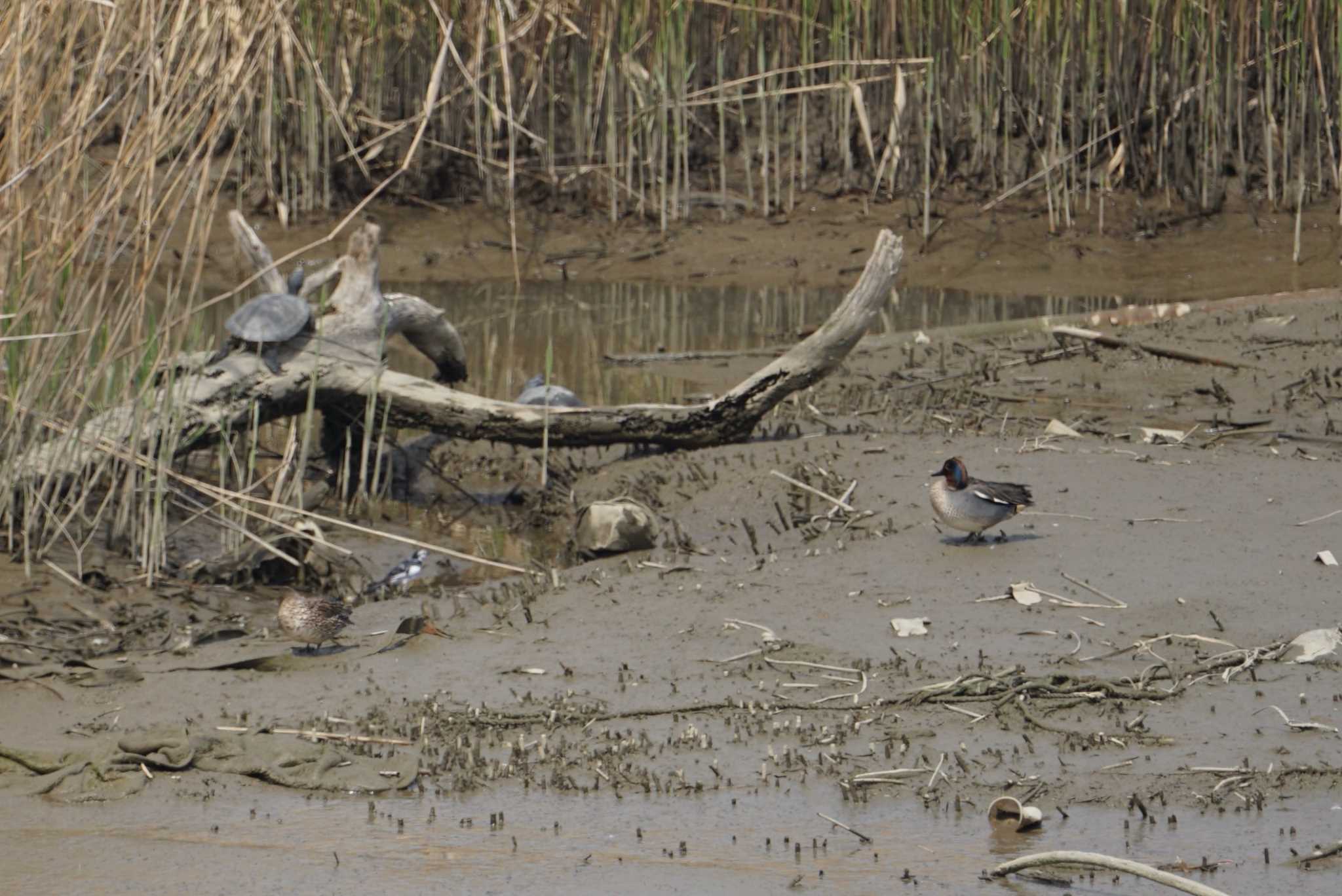 Eurasian Teal