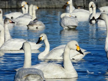 2023年1月2日(月) 本埜村白鳥の郷の野鳥観察記録