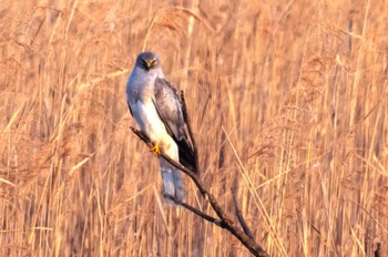 Hen Harrier Unknown Spots Sun, 1/8/2023