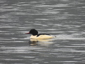 Common Merganser 山形県鶴岡市 Mon, 1/9/2023