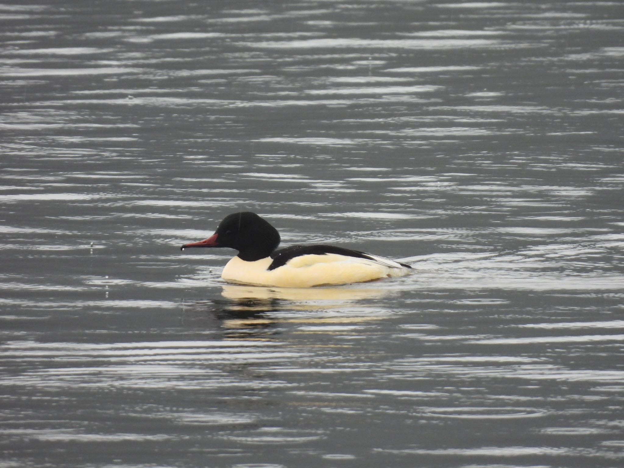 Photo of Common Merganser at 山形県鶴岡市 by 鳥散歩