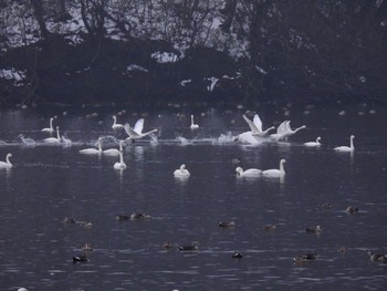 コハクチョウ 山形県鶴岡市 2023年1月9日(月)