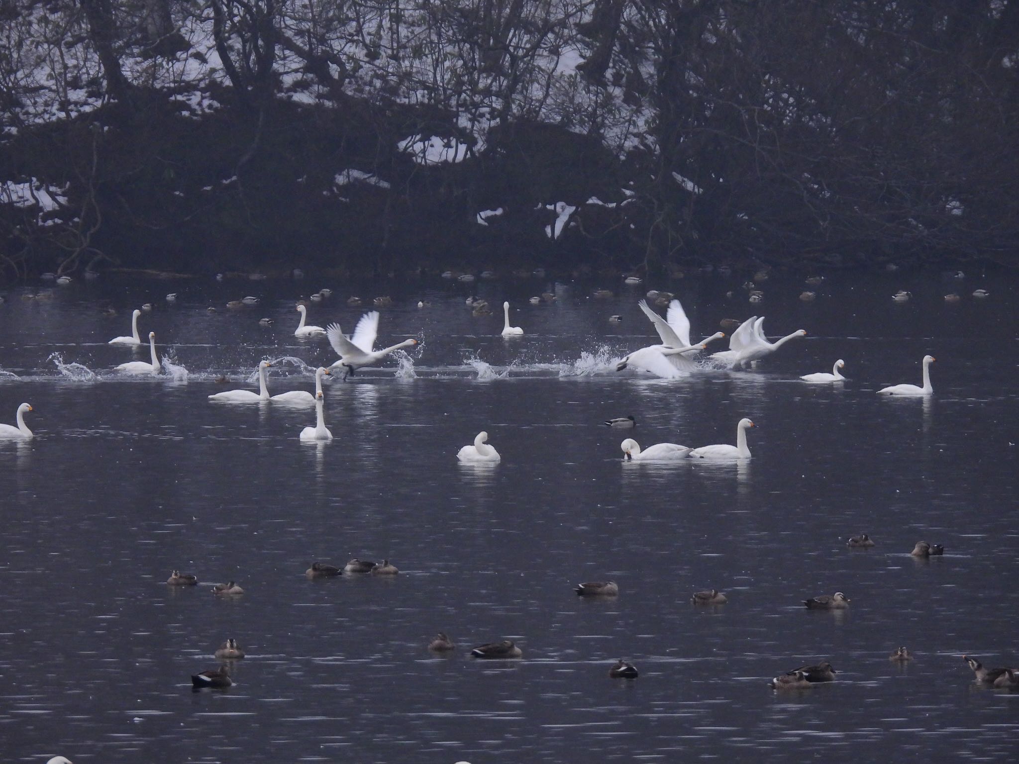 山形県鶴岡市 コハクチョウの写真 by 鳥散歩