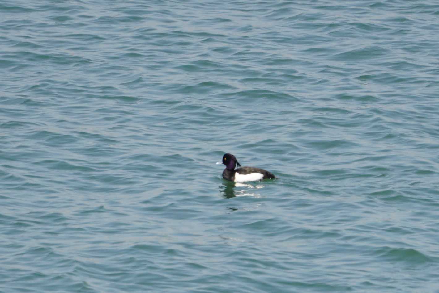 Tufted Duck