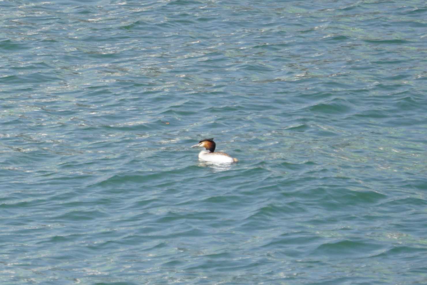 Great Crested Grebe