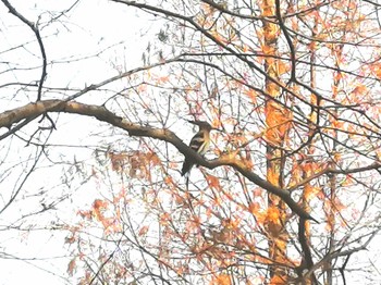 Eurasian Hoopoe 中国 江蘇省無錫市 Sun, 11/27/2022