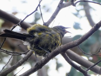 New Zealand Bellbird