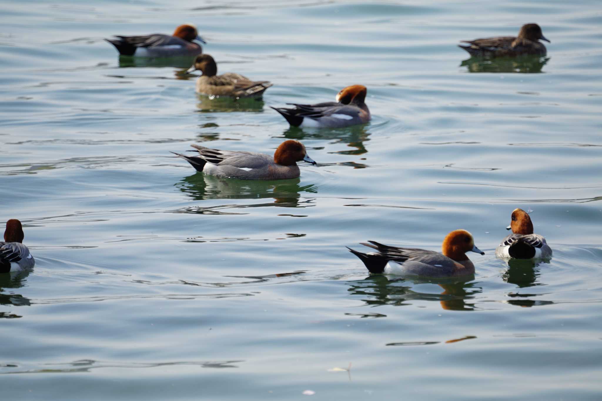 Eurasian Wigeon