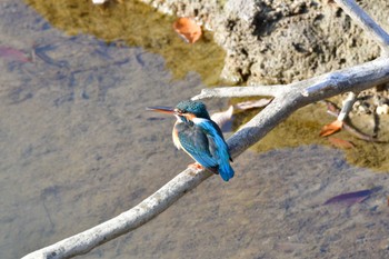 Common Kingfisher 勅使池(豊明市) Mon, 1/9/2023