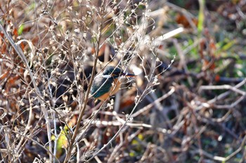 Common Kingfisher 勅使池(豊明市) Mon, 1/9/2023