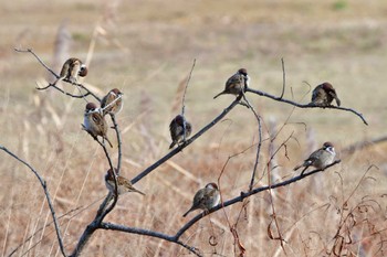 Eurasian Tree Sparrow 勅使池(豊明市) Mon, 1/9/2023