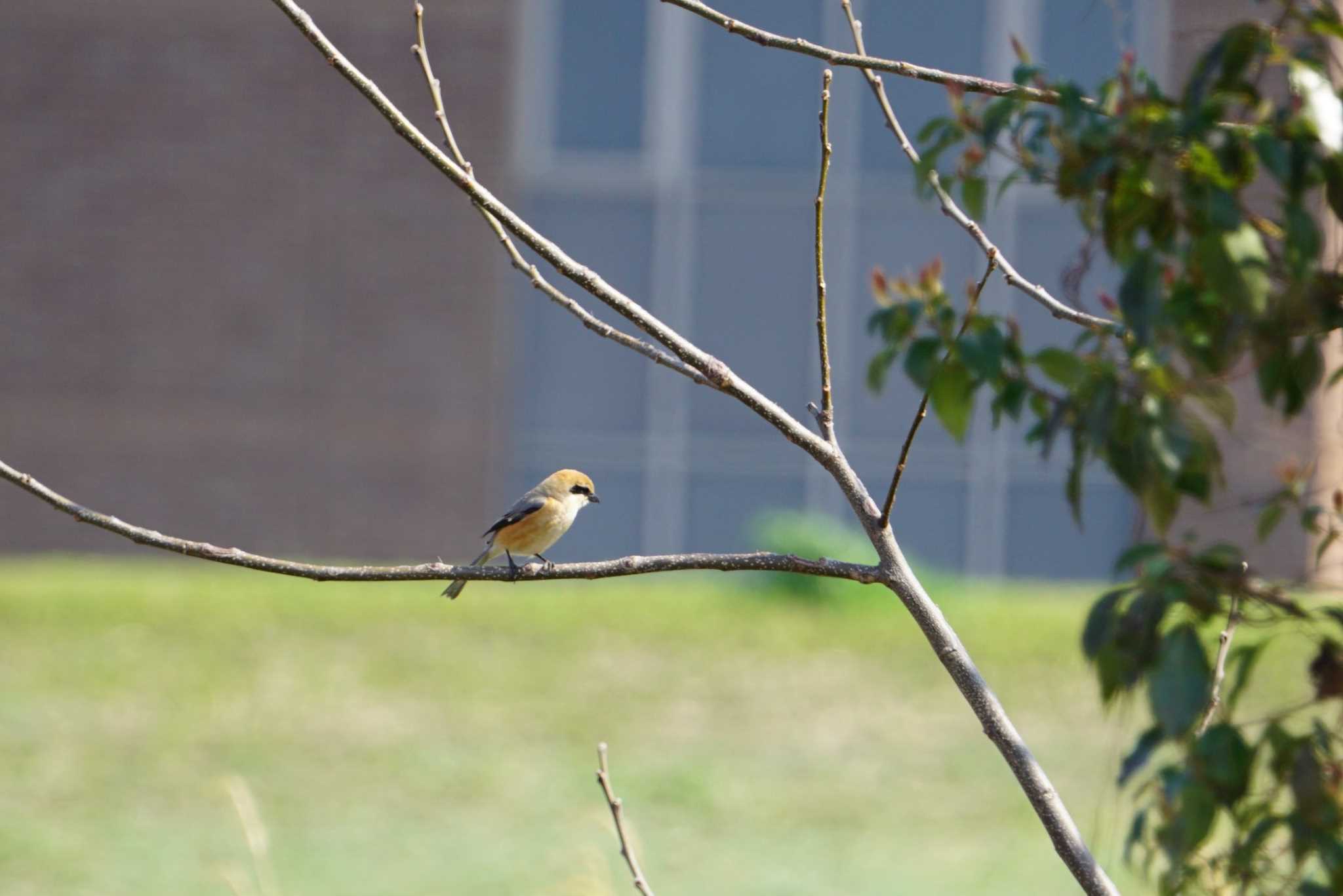 Bull-headed Shrike