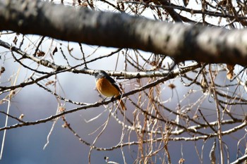 Daurian Redstart 勅使池(豊明市) Mon, 1/9/2023