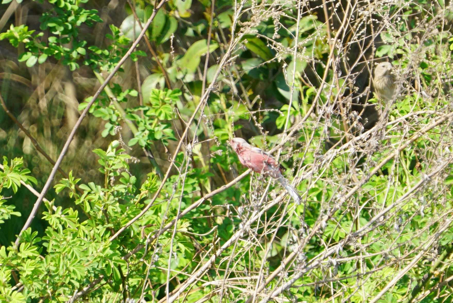 Siberian Long-tailed Rosefinch