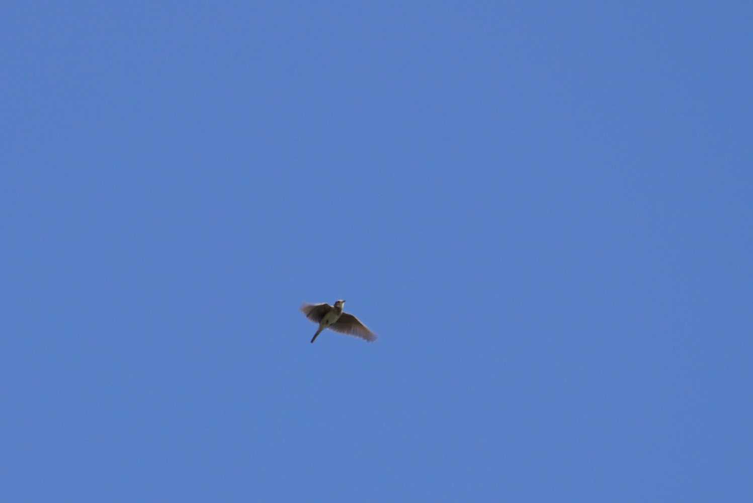 Eurasian Skylark