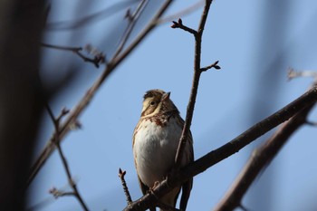 Sat, 1/7/2023 Birding report at 松本市アルプス公園