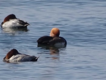 アカハシハジロ 湖北野鳥センター 2018年11月18日(日)