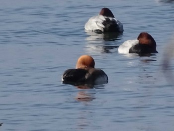 Red-crested Pochard 湖北野鳥センター Sun, 11/18/2018