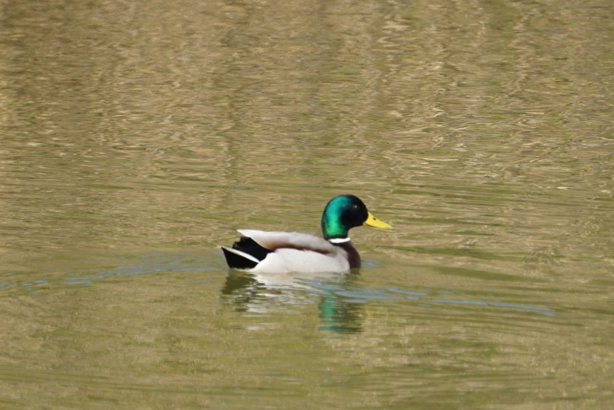 Mallard