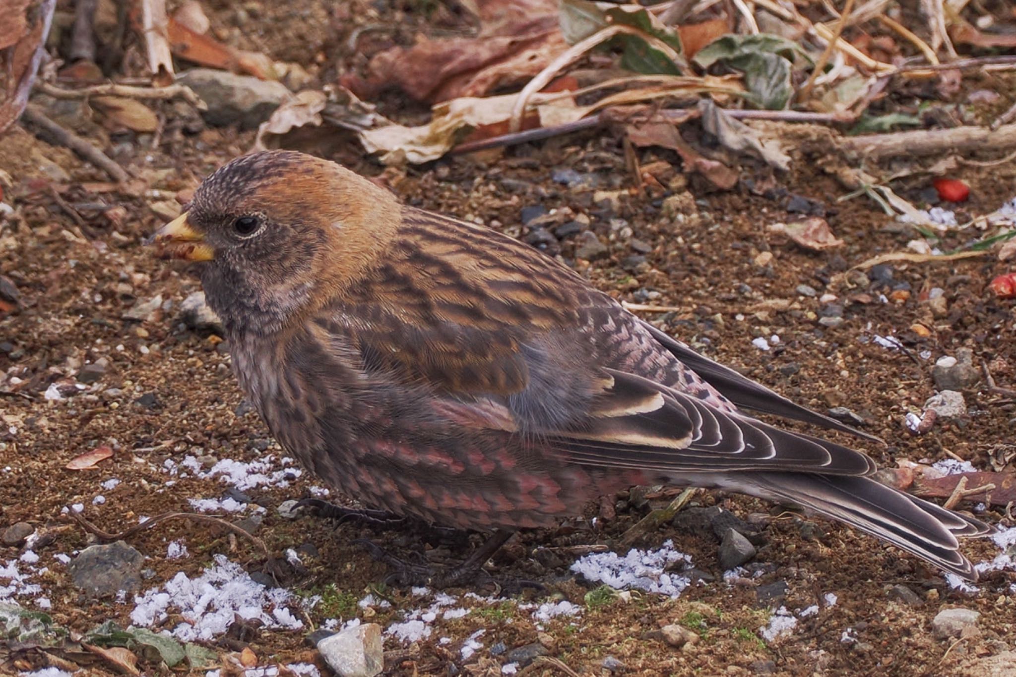 Asian Rosy Finch