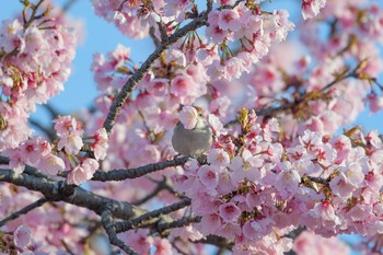 ニュウナイスズメ 場所が不明 2018年3月26日(月)