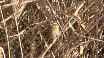 Common Reed Bunting 三滝川 Mon, 1/9/2023