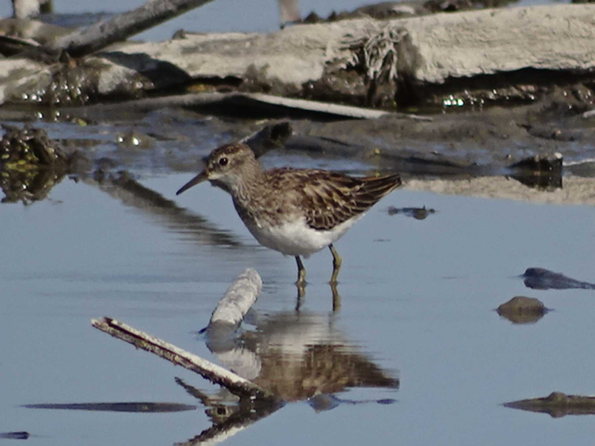 アメリカウズラシギ