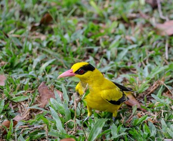 コウライウグイス Bishan - Ang Mo Kio Park 2023年1月9日(月)