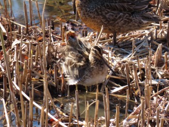 Common Snipe Mizumoto Park Sun, 1/8/2023