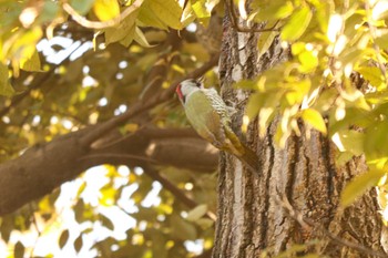 2022年2月1日(火) 三ツ池公園(横浜市鶴見区)の野鳥観察記録