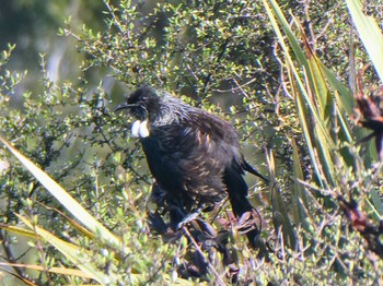 Tui